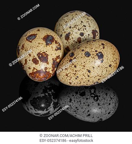 three brown dappled quail eggs on dark reflective back