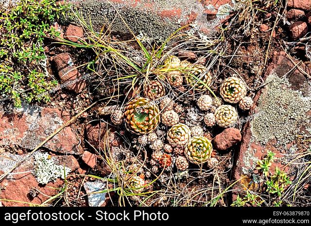 Young unblown balls of a Sempervivum flower (or Houseleeks, or Liveforever) grow among stones and grass on a hillside in the mountains in Khakassia