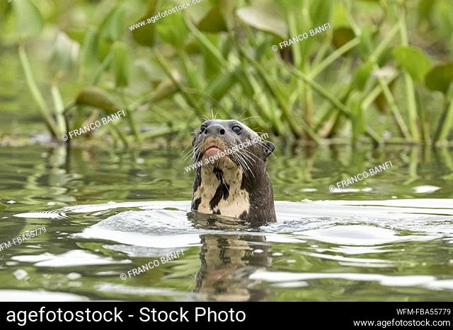 Giant River Otter, Pteronura brasiliensis, Paraguay River, Pantanal, Brazil