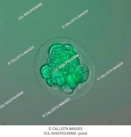 Photomicrograph of green embryo