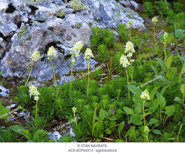Partridgefoot (Luetkea pectinata, ) alpine meadow, Mount Revelstoke, Mount Revelstoke National Park, British Columbia, Canada