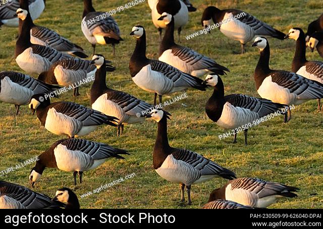 11 April 2023, Lower Saxony, Wangerooge: 11.04.2023, Wangerooge. Barnacle geese (Branta leucopsis) stand in the light of the setting sun on the East Frisian...