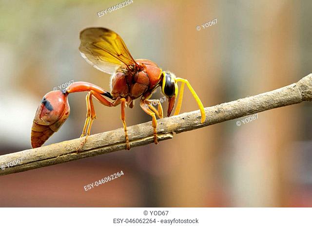 Image of potter wasp (Delta sp, Eumeninae) on dry branches. Insect Animal