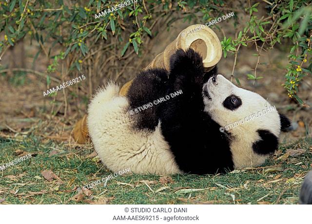 Giant Panda Baby Playing With Bamboo (Ailuropoda Melanoleuca) Chengdu Research Base, Sichuan, China