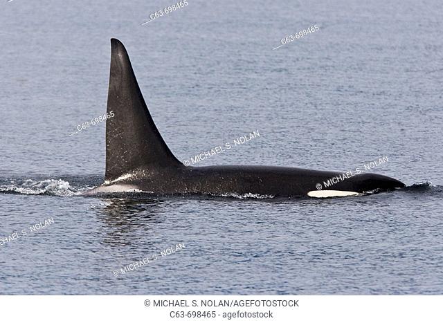 A gathering of several Orca (Orcinus orca) pods in Chatham Strait, Southeast Alaska, USA. Pacific Ocean. These animals numbered in the many tens