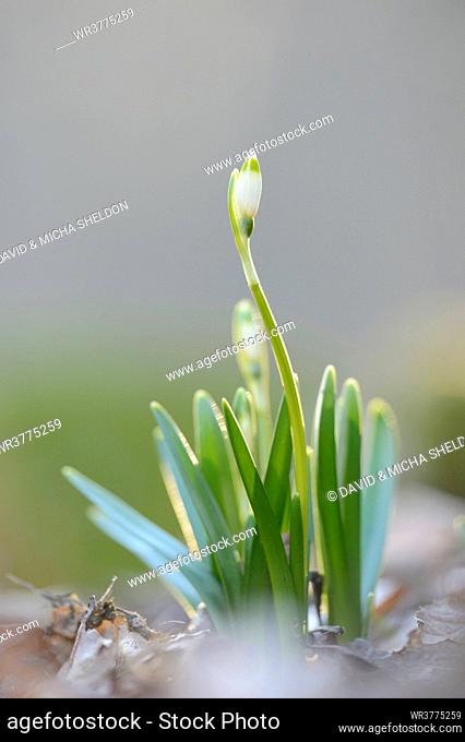 Close-up of Spring Snowflake (Leucojum Vernum) blossoms