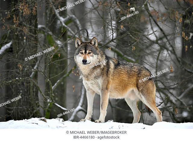 Eastern wolf (Canis lupus lycaon), leader in snow, captive, Baden-Württemberg, Germany