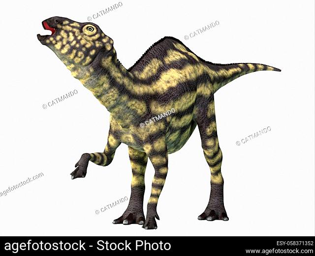 Maiasaura was a herbivorous duck-billed Hadrosaur dinosaur that lived in Montana during the Cretaceous Period