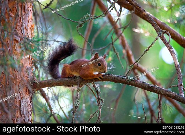 Young squirrel on tree branch at summer day