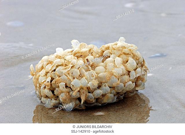 common whelk - eggs / Buccinum undatum