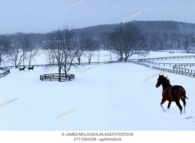 Horse, Horses, winter, snow, running
