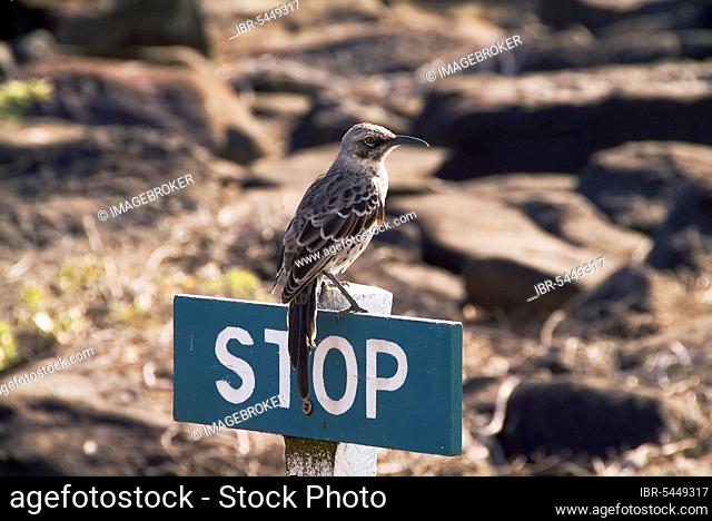 Hood Mockingbird (Nesomimus macdonaldi), Hood Island, Galapagos Islands, Ecuador, South America