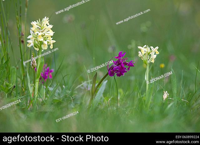 Holunder-Knabenkraut, Dactylorhiza sambucina, elder-flowered orchid
