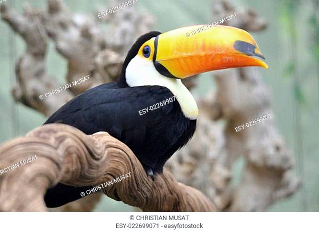 Toco toucan on branch