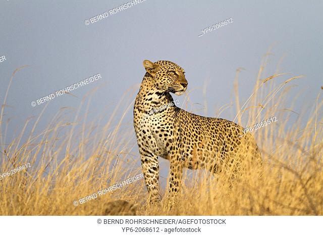 Leopard (Panthera pardus) in savannah, Samburu National Reserve, Kenya