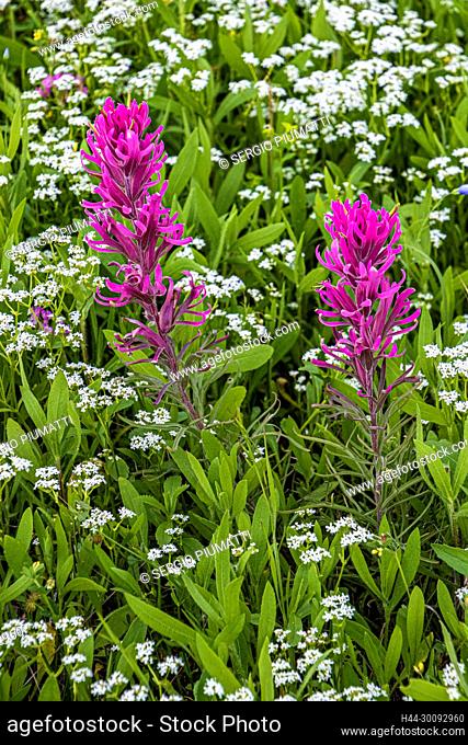 Castilleja purpurea var. purpurea, Cnidoscolus texanus, Downy Indian Paintbrush, Hill Country, Prairie Paintbrush, Purple Paintbrush, Purple Prairie Painbrush