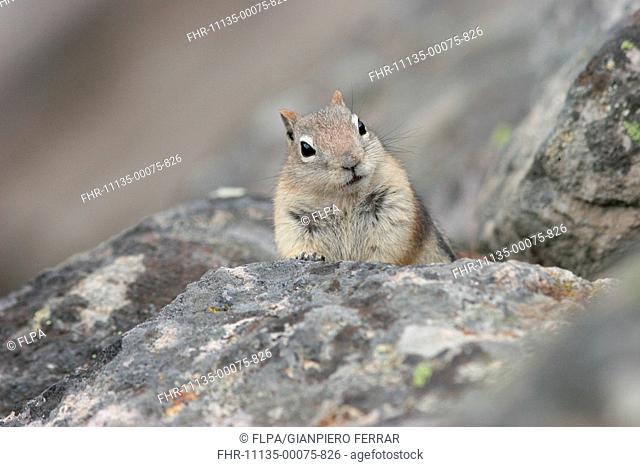Golden-mantled Ground Squirrel Spermophilus lateralis adult, standing on rock, Yellowstone N P , Wyoming, U S A , september
