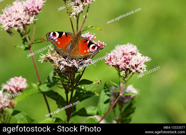 A peacock butterfly on the flowers of the Wasserdost