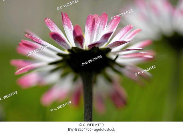 common daisy, lawn daisy, English daisy (Bellis perennis), flower, Germany, North Rhine-Westphalia