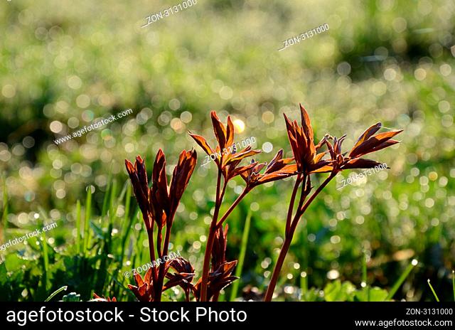 Brown sweat shoots of spring flowers in the morning light
