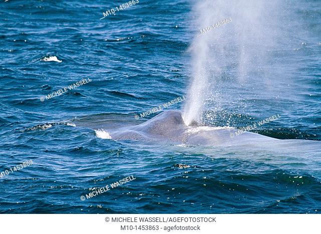 Blue whale spout  Blue whale spouts are single-column spout up to 12 metres