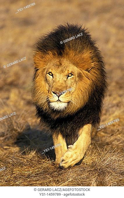 AFRICAN LION panthera leo, MALE WALKING ON DRY GRASS