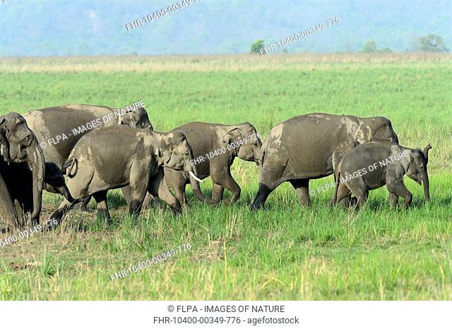 Asian Elephant (Elephas maximus indicus) adult females and calves, herd walking in grassland, Jim Corbett N.P., Uttarkhand, India, May