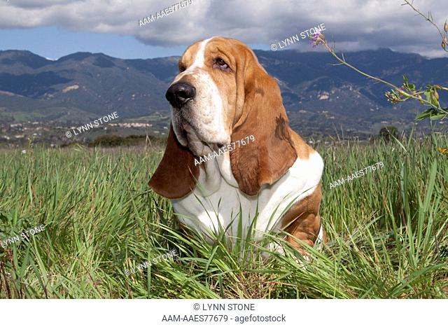 Basset Hound in meadow, mountains in the background; Goleta, California USA