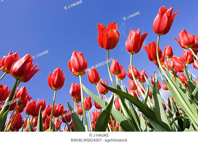 common garden tulip Tulipa gesneriana, flowers against blue sky, Netherlands, Sint Maartensbrug