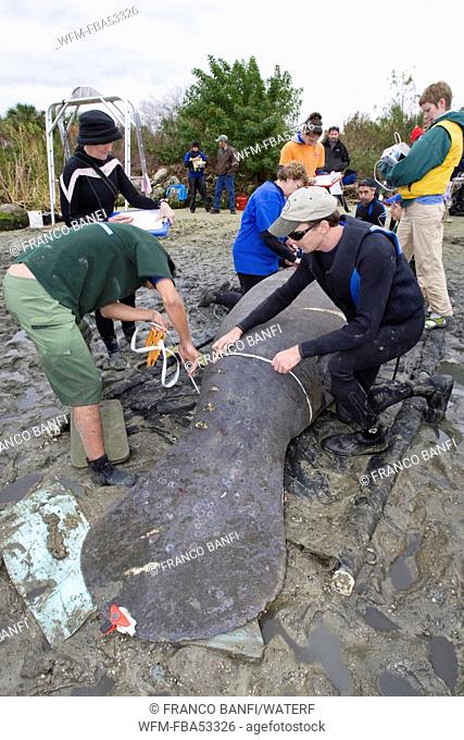 Rescue Team measure Manatee, Trichechus manatus latriostris, Crystal River, Florida, USA