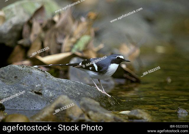 Scissor-tail, Songbirds, Animals, Birds, Slaty-backed Forktail (Enicurus schistaceus) On rock, beside water, Chebaling, Guangdong, PRC