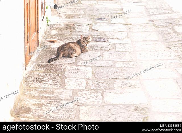 A tabby cat enjoys the shade in an alley in Ostuni - the white city in southern Italy