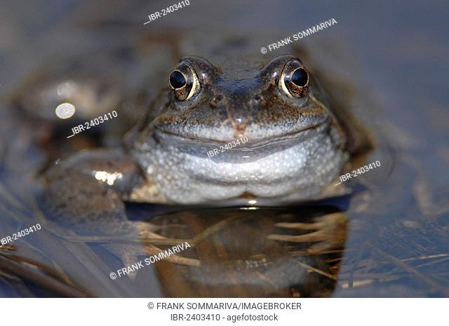 Common Frog (Rana temporaria), portrait, Black Moor, Rhoen, Bavaria, Germany, Europe