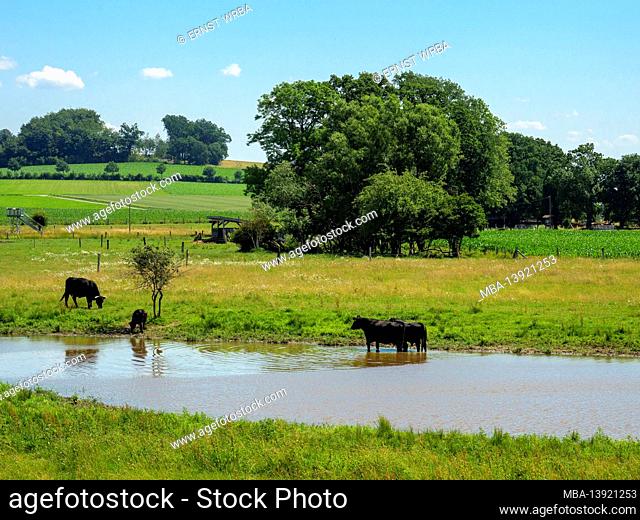Black Angus cattle at the bifurcation, Melle-Gesmold, Osnabrücker Land, Lower Saxony, Germany