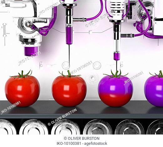 Automated production line producing genetically modified tomatoes