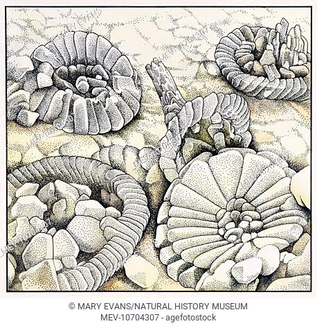 An illustration of Coccoliths magnified a thousand times. Coccoliths are micro-fossils and feature heavily in the composition of chalk