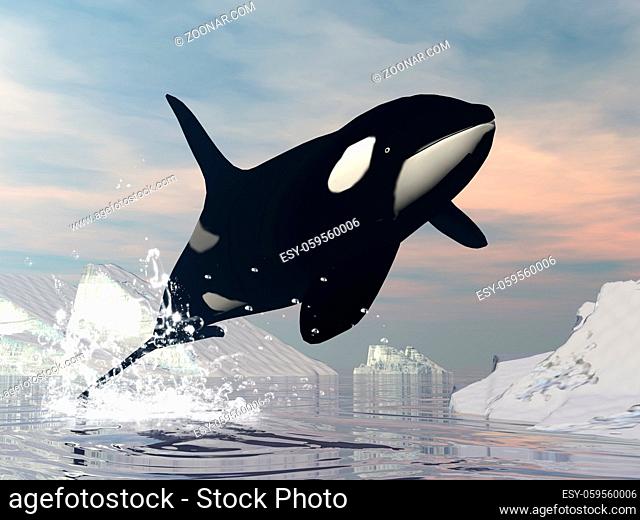 Killer whale jumping upon ocean among icebergs by sunset