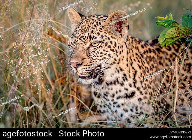 Side profile of a starring Leopard in the Kruger National Park, South Africa