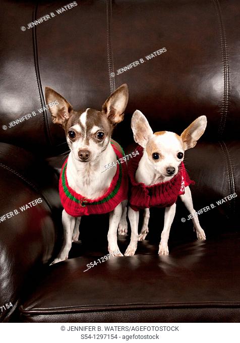 Two chihuahuas wearing sweaters stand on a couch indoors