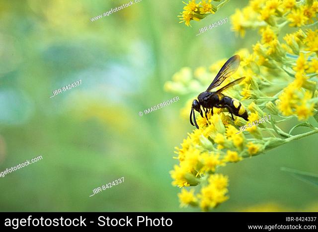 Bristly dagger wasp (Scolia hirta) collecting nectar from a yellow flower of goldenrod (Solidago), Styria, Austria, Europe