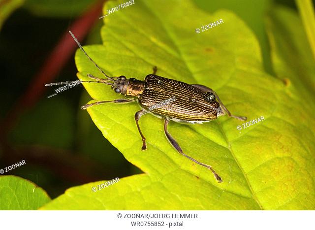 Donacia simplex, Chrysomelid beetle