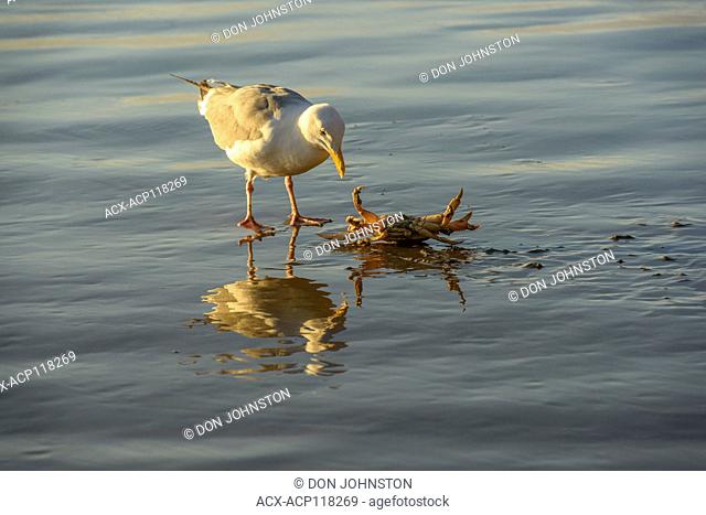 Pacific gull killing and eating a crab, Hug Point State Scenic Area, Oregon, USA