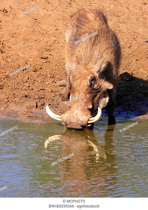 Cape warthog, Somali warthog, desert warthog (Phacochoerus aethiopicus), tusker drinking at the waterhole, South Africa, Mkuze Game Reserve