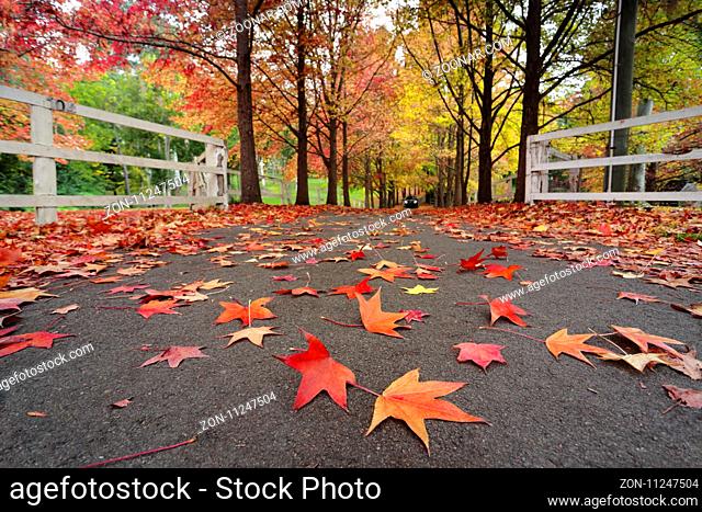 Beautiful l tree lined lane covered with autumn leaves in colours of red, orange, rust, amber and brown Focus is to the foreground leaves only