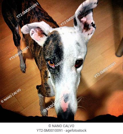 Funny close up portrait of Spanish greyhound