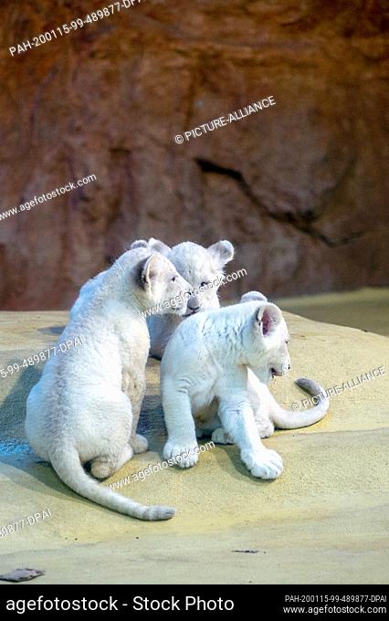 15 January 2020, Saxony-Anhalt, Magdeburg: Three white lion cubs sit in the inner enclosure of the Magdeburg Zoo. The three white lion cubs were born on...