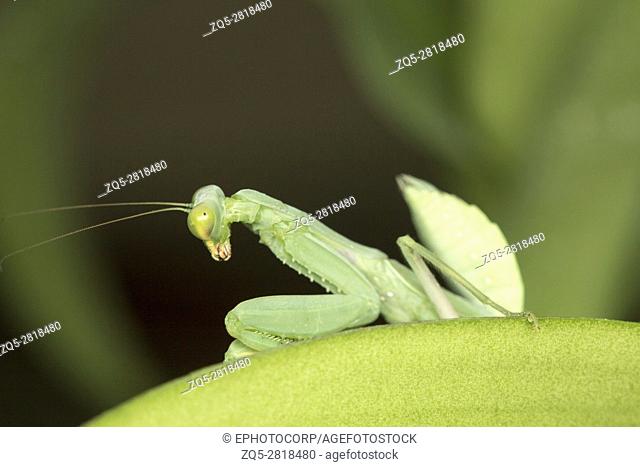 Green mantis, Bangalore, Karnataka. MantisesÂ are an order (Mantodea) of insects that contains over 2, 400 species in about 430 genera in 15 families