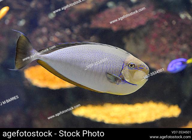 Bignose unicornfish (Naso vlamingii) is a marine fish native to tropical Indo-Pacific Ocean