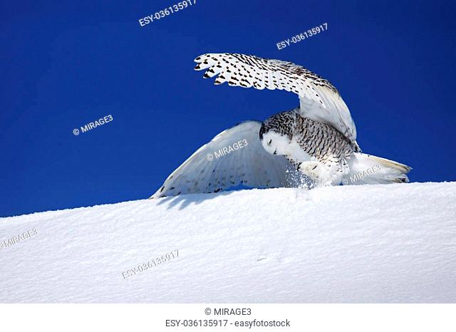 Snowy owl, Bubo scandiacus, trying to catch prey in the snow