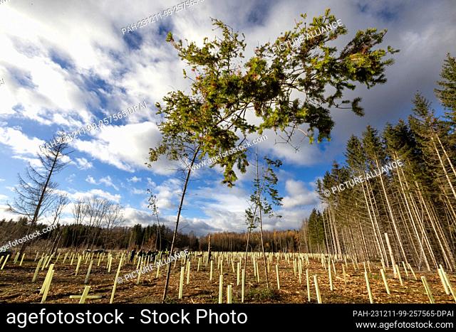 11 December 2023, Thuringia, Erfurt: Dead spruce trees stand next to newly planted deciduous trees in growth covers on a damaged area at the Thuringian Forestry...